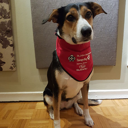 ‎therapydog
