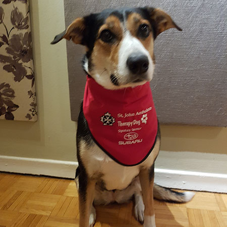 ‎therapydog