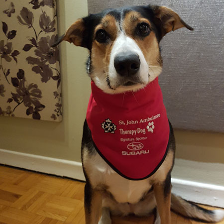 ‎therapydog