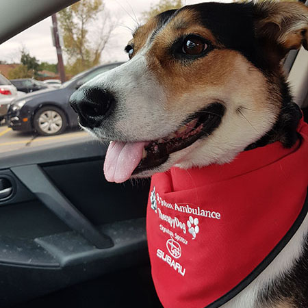 ‎therapydog
