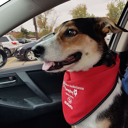 ‎therapydog