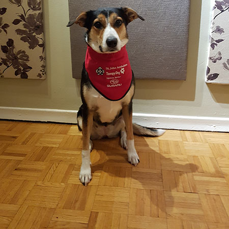 ‎therapydog