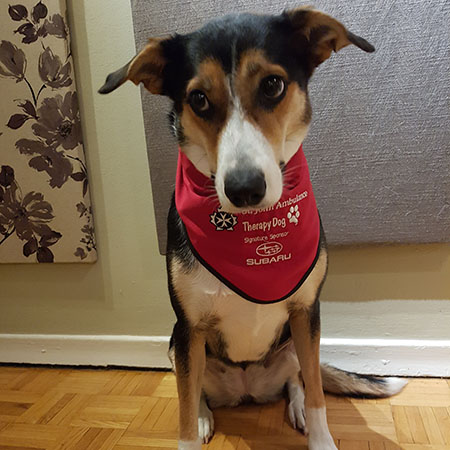 ‎therapydog