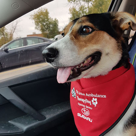 ‎therapydog