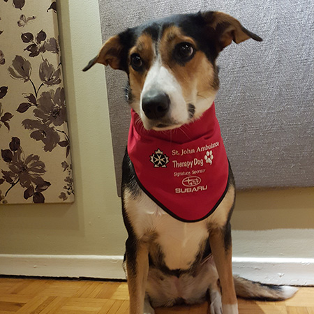 ‎sjatherapydog