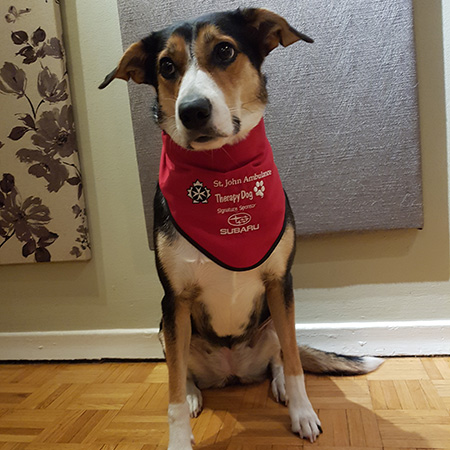 ‎therapydog