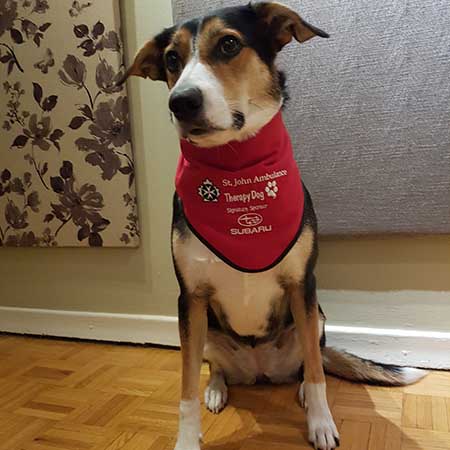 ‎therapydog